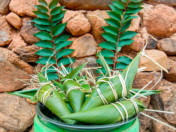 High angle view of potted plant