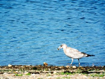 Bird on lake