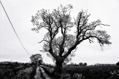 Bare tree against sky