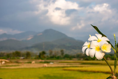 Close-up of white flowering plants on field