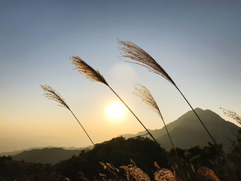 Close-up of stalks against sky at sunset