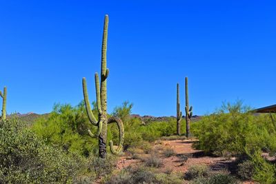 Cactus growing in desert against clear blue sky