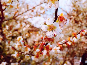 Close-up of cherry blossom