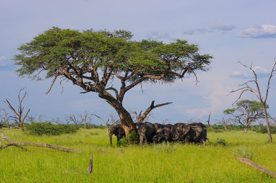 Herd of african elephant underneath an acacia tree.