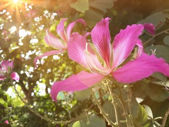 Close-up of pink flowers blooming outdoors