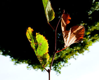 Close-up of leaves on plant during autumn