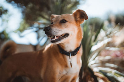 Portrait of dog looking at camera