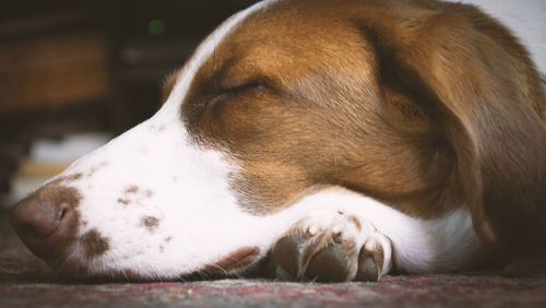 Close-up of dog sleeping