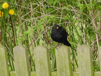 Close-up of bird perching on wood