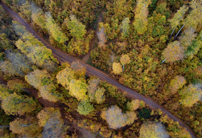 High angle view of trees