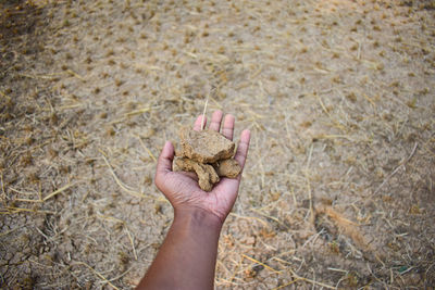 Cropped hand of person holding plant