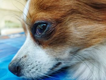 Close-up of dog looking away