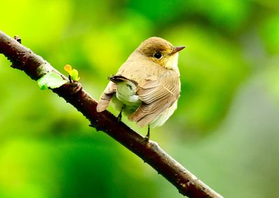 Close-up of bird perching on branch