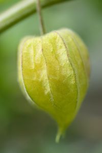 Close-up of green leaf