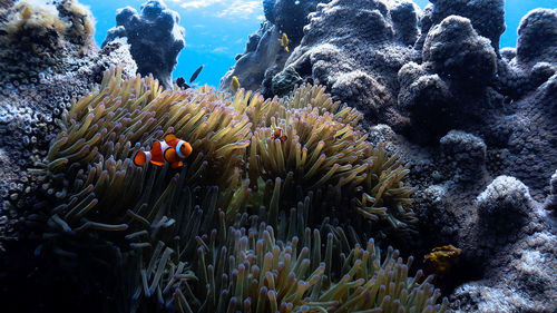 Nemo clownfish at pagkilatan