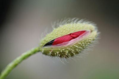 Close-up of red flower against blurred background