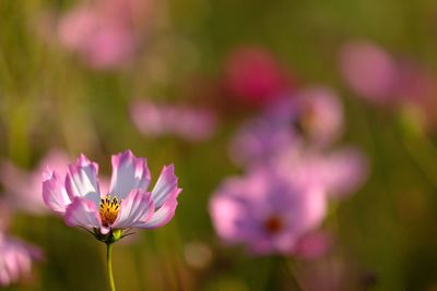 Close-up of flowers blooming outdoors