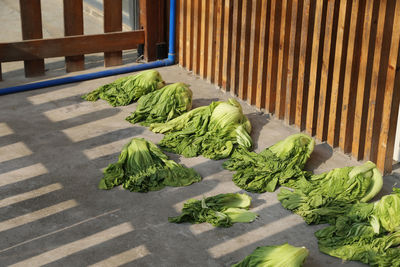 High angle view of bok choy on table