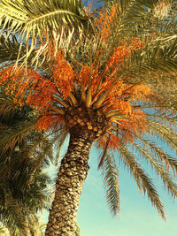 Low angle view of palm tree against sky