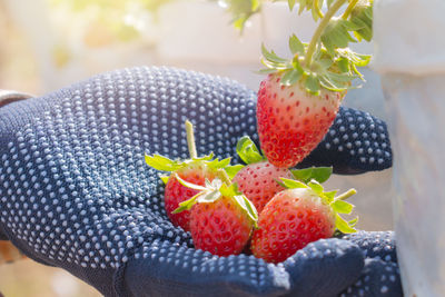 Close-up of hand holding strawberries