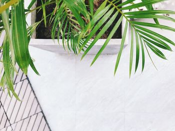 High angle view of potted plants on table against wall