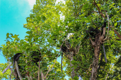 Low angle view of tree