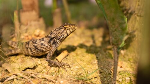 Close-up of a lizard on land