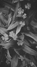 Close-up of leaves