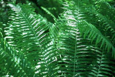 Fern leaves background. green jungle leaves natural pattern.