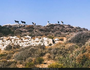 View of birds on land