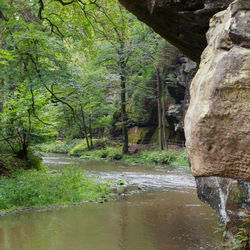 Scenic view of river amidst trees in forest