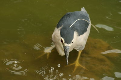 High angle view of black-crowned night heron swimming in lake