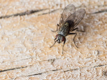 Close-up of fly on wall