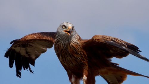 Low angle view of eagle against sky