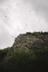 Low angle view of birds flying against the sky