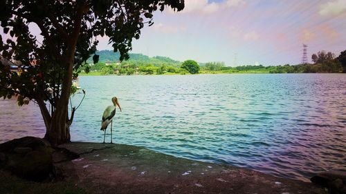 Birds perching on lake against sky