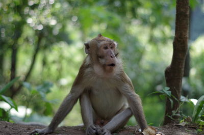 Portrait of monkey sitting in a forest