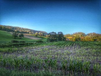 Scenic view of field against clear sky