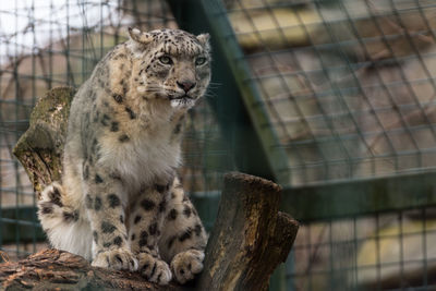 View of a cat looking away