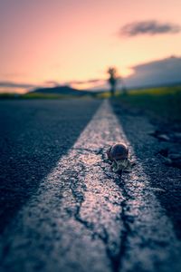 Surface level of shell on road against sky during sunset