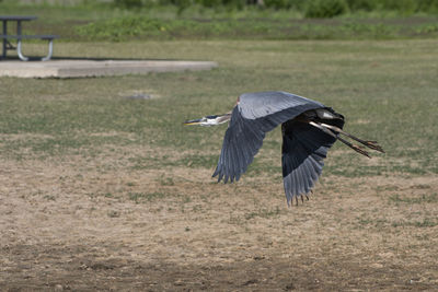 View of a bird flying