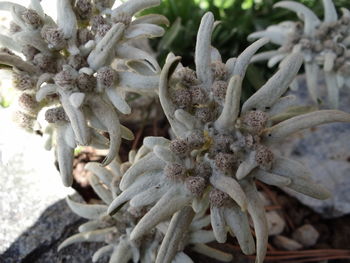 Close-up of flower growing outdoors