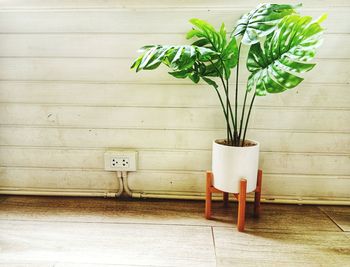 Potted plant on table against wall