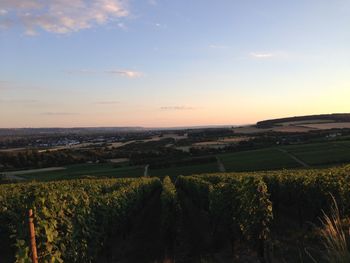 Scenic view of field against sky at sunset