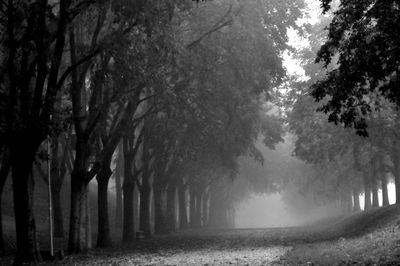Panoramic shot of trees in forest