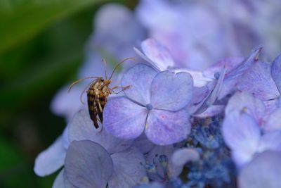 Close-up of bee pollinating on purple flower