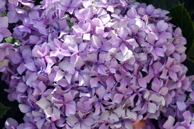Close-up of purple flowering plants