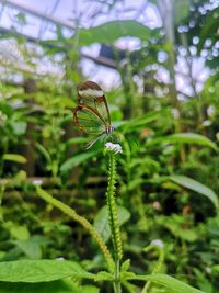 Close-up of insect on plant