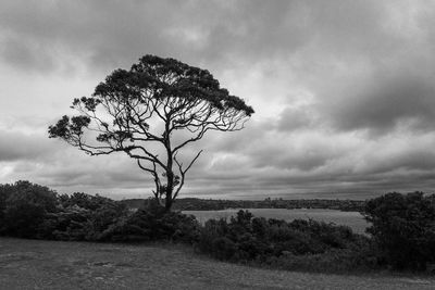 Bare tree on field against sky