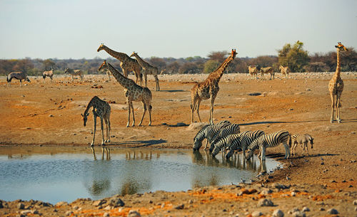 Giraffes and zebras by lake at etosha national park